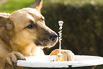 Thirsty dog