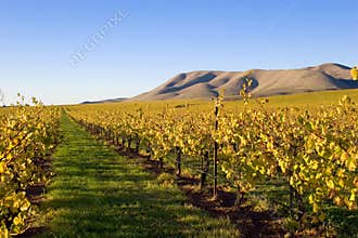 Fields of Grape Vines