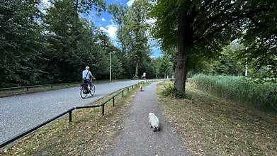 Cyclist and dogs on shaded park path beside quiet road under tall