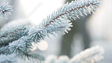Frosted fir branches on winter day, still