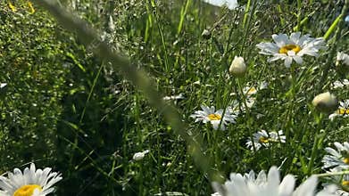 Peaceful summer meadow scene in open countryside light. Green field