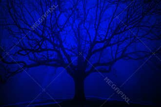 Surreal Tree in Winter Blue Fog