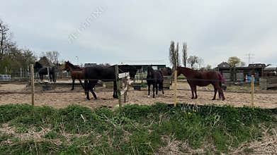 Dutch Horses in Rural Netherlands, Horse Breeding and Equestrian Life in the