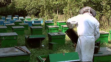Beekeeper at work