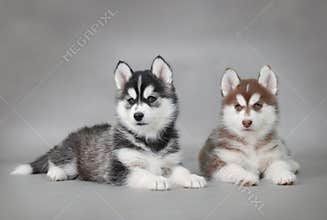 Husky dog puppies