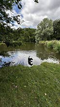 Calm park pond with rippling reflections, grassy banks, overhanging trees