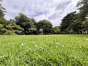Green grass meadow white clover flowers park trees cloudy sky peaceful outdoor scene