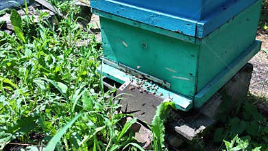 Bees fly around a blue beehive in a garden with green plants during a sunny day