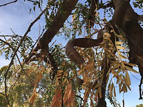 Carob or dry Mesquite Legume on the tree