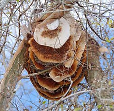 Bee hive in tree