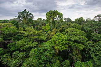 Amazon rainforest