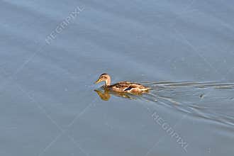 Female Mallard (Anas platyrhynchos) swimming in calm water