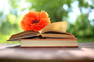 Open books outdoor. Knowledge is power. Book in a forest. Book on a stump