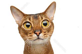 Abyssinian cat on white