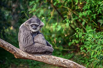 Silvery gibbon Hylobates moloch