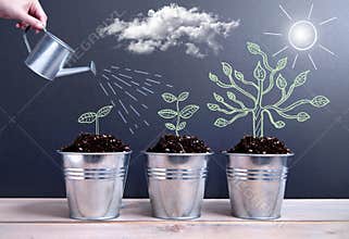 Tree growth phases