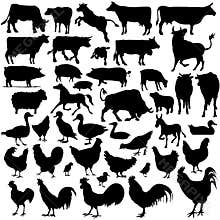 Detailed Vectoral Farm Animal Silhouettes