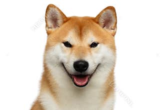 Red Shiba inu Dog on White Background