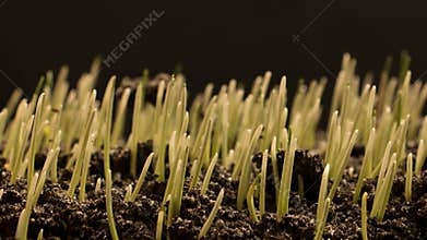 Growing Wheat Seeds Agriculture Timelapse