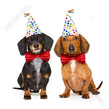 Happy birthday dog