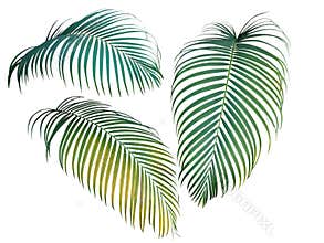 Green and yellow palm leaves collection, tropical plant isolated