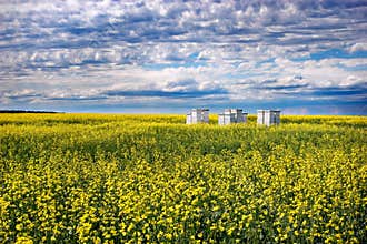 Bees and Canola