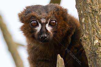Red-bellied lemur & x28;Eulemur rubriventer& x29;