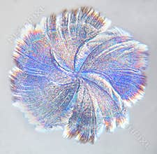 Crystal of Ascorbic Acid