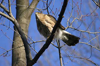 Coopers Hawk Accipiter Cooperii