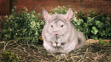 Small chinchilla sitting on straw