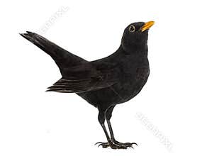 Blackbird Turdus merula , isolated