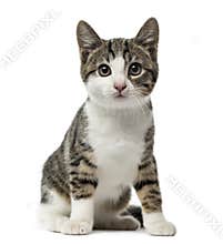 Kitten domestic cat sitting, 3 months old , isolated