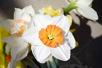 Spring flowers