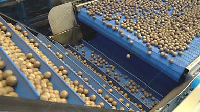 Simulation of the process of hazelnut calibration in a carriage of a factory