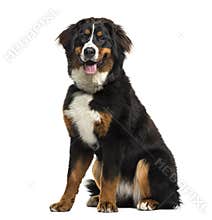 Bernese Mountain Dog sitting, 8 months old, isolated