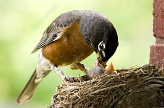 Mother Robin Feeding Babies