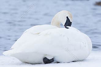 Swan Grooming feathers