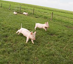 Happy Piglets