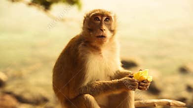 Little cute monkey eating banana