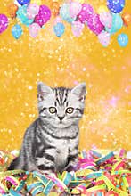 British shorthair cat with streamers