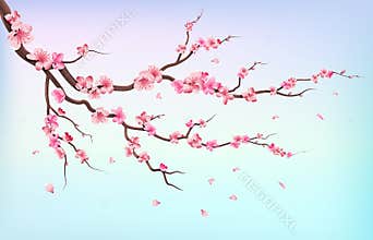 Japan sakura branches with cherry blossom flowers and falling petals isolated on white background vector illustration