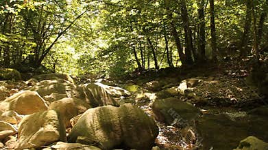 Clean river in ancient forest, Romania 2