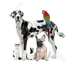 Group of pets - Dog, cat, bird, reptile, rabbit