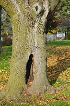 Tree Trunk with Hole