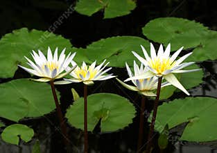 Four White Water Lilies