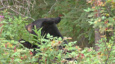Black bear eating berries