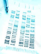 Studying DNA code profiling