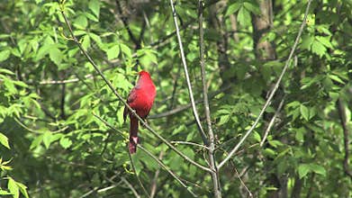 Cardinal in tree with green leaves