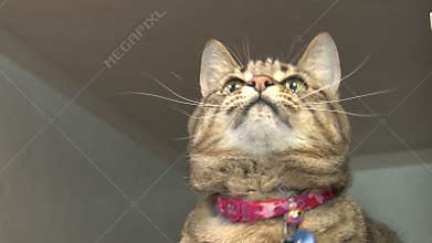 Cat playing with string toy