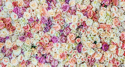 Flowers wall background with amazing red and white roses, Wedding decoration,